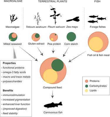 Tracing the Trophic Fate of Aquafeed Macronutrients With Carbon Isotope Ratios of Amino Acids